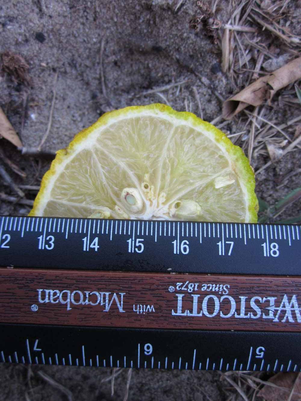            Fruit cross-section (Winter Haven, FL)   